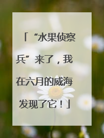 “水果侦察兵”来了，我在六月的威海发现了它！