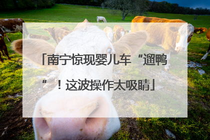 南宁惊现婴儿车“遛鸭”！这波操作太吸睛