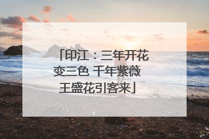 印江：三年开花变三色 千年紫薇王盛花引客来