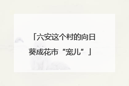 六安这个村的向日葵成花市“宠儿”