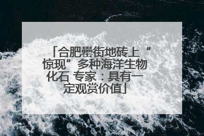 合肥罍街地砖上“惊现”多种海洋生物化石 专家：具有一定观赏价值