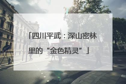 四川平武：深山密林里的“金色精灵”