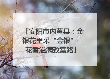 安阳市内黄县：金银花里采“金银” 花香溢满致富路