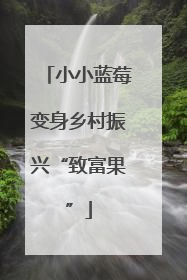小小蓝莓变身乡村振兴“致富果”