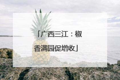 广西三江：椒香满园促增收