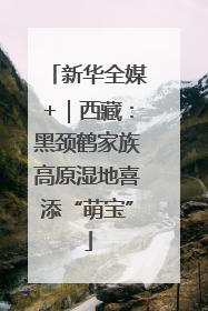 新华全媒+｜西藏：黑颈鹤家族高原湿地喜添“萌宝”