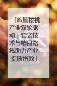 旅顺樱桃产业双轮驱动：套袋技术与精品路线助力产业提质增效