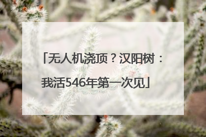 无人机浇顶？汉阳树：我活546年第一次见