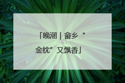 晚潮｜畲乡“金枕”又飘香