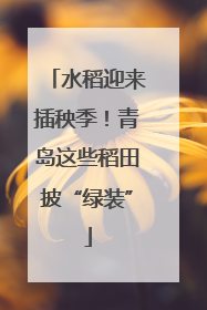 水稻迎来插秧季！青岛这些稻田披“绿装”