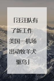 汪汪队有了新工作 美国一机场出动牧羊犬驱鸟