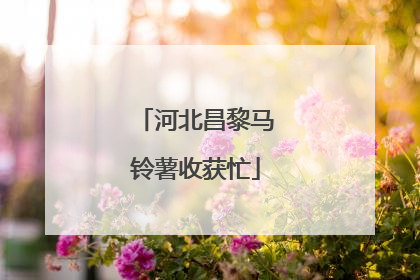 河北昌黎马铃薯收获忙