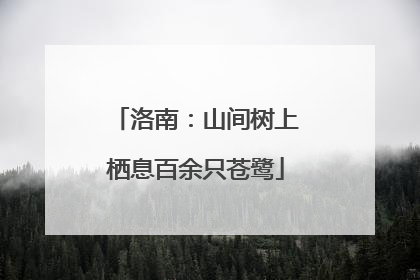 洛南：山间树上栖息百余只苍鹭