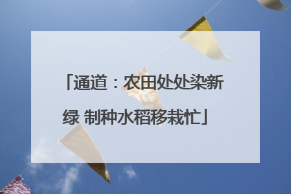 通道：农田处处染新绿 制种水稻移栽忙