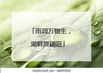 雨润万物生，湖畔舞翩跹
