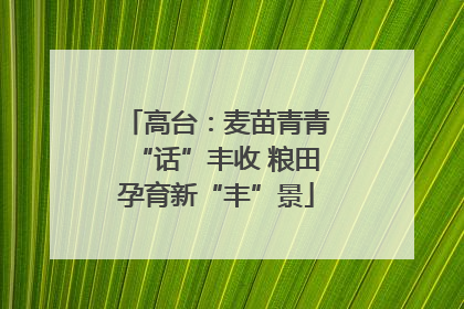 高台：麦苗青青“话”丰收 粮田孕育新“丰”景