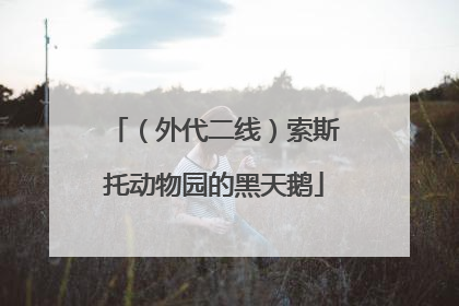 （外代二线）索斯托动物园的黑天鹅